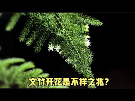 文竹風水辦公室|為何文竹能改善辦公室風水？專家解析